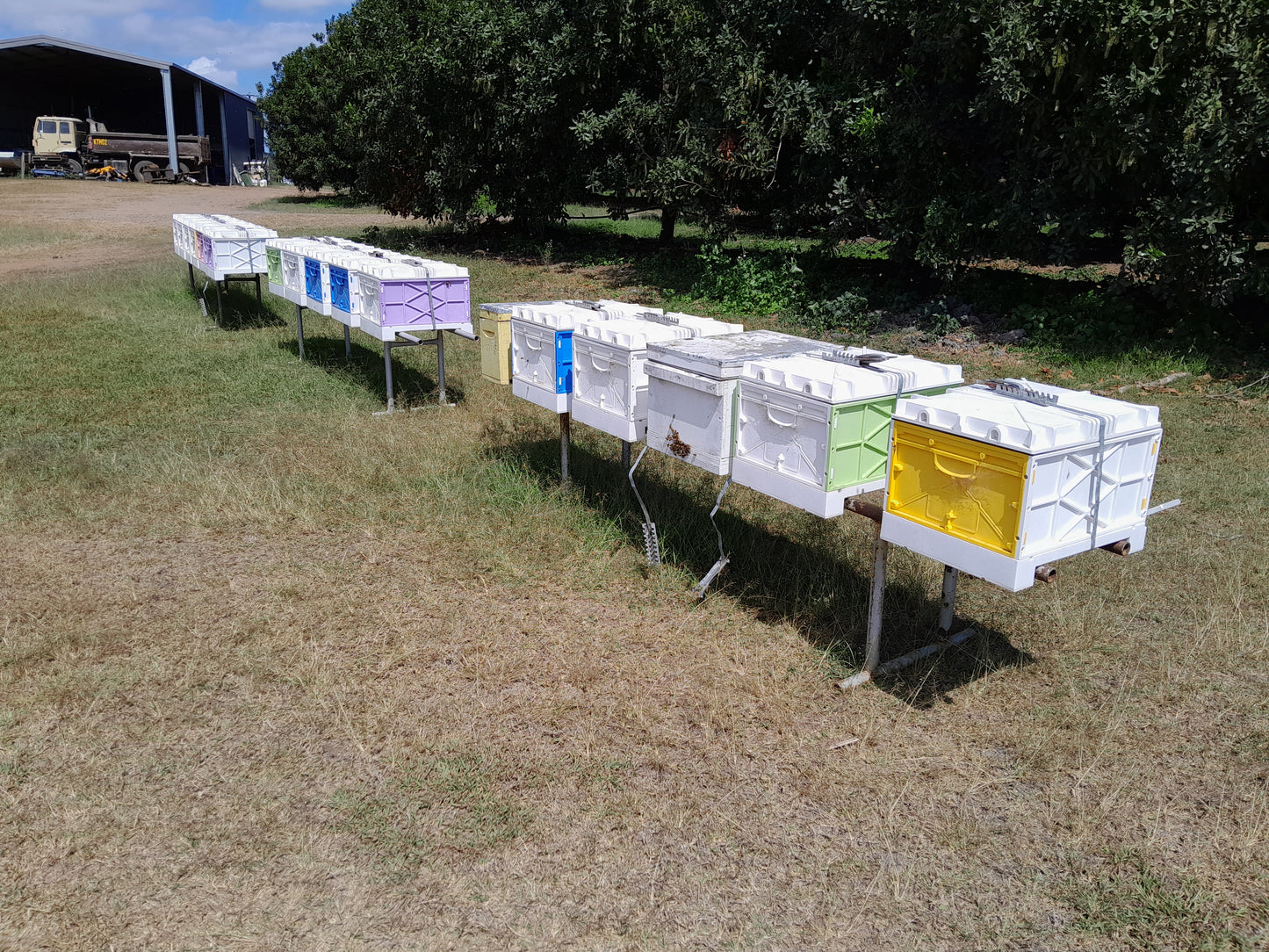 New Double Nuplas Beehive WITH BEES