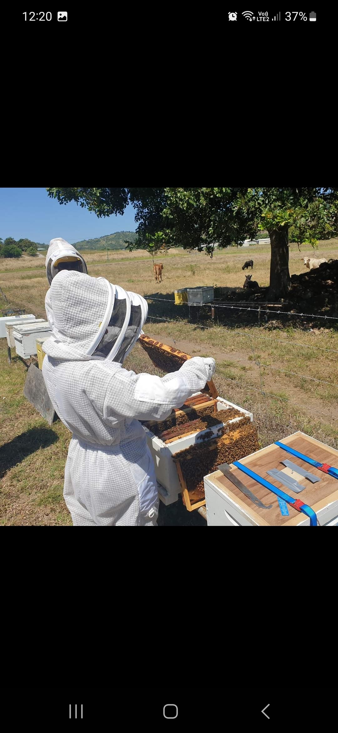 Hands On Beekeeping Training On Site - Bees