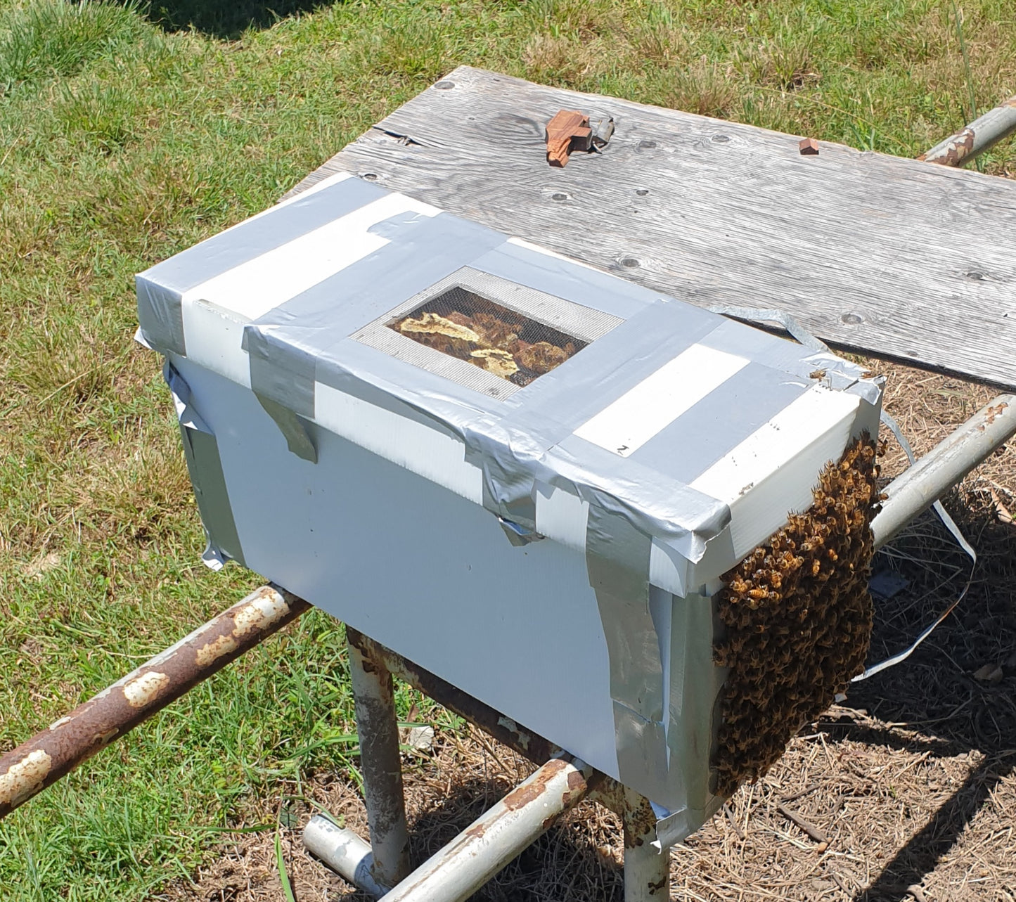 Rockhampton Pickup Only - Five Frame Nuc with Bees and New Queen