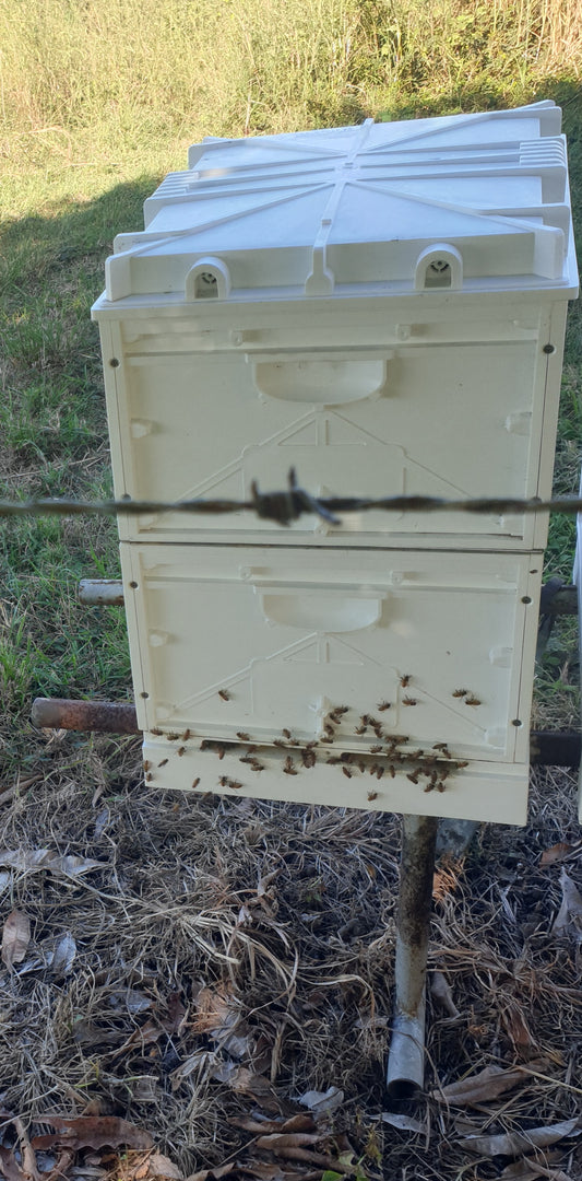 New Double Nuplas Beehive WITH BEES