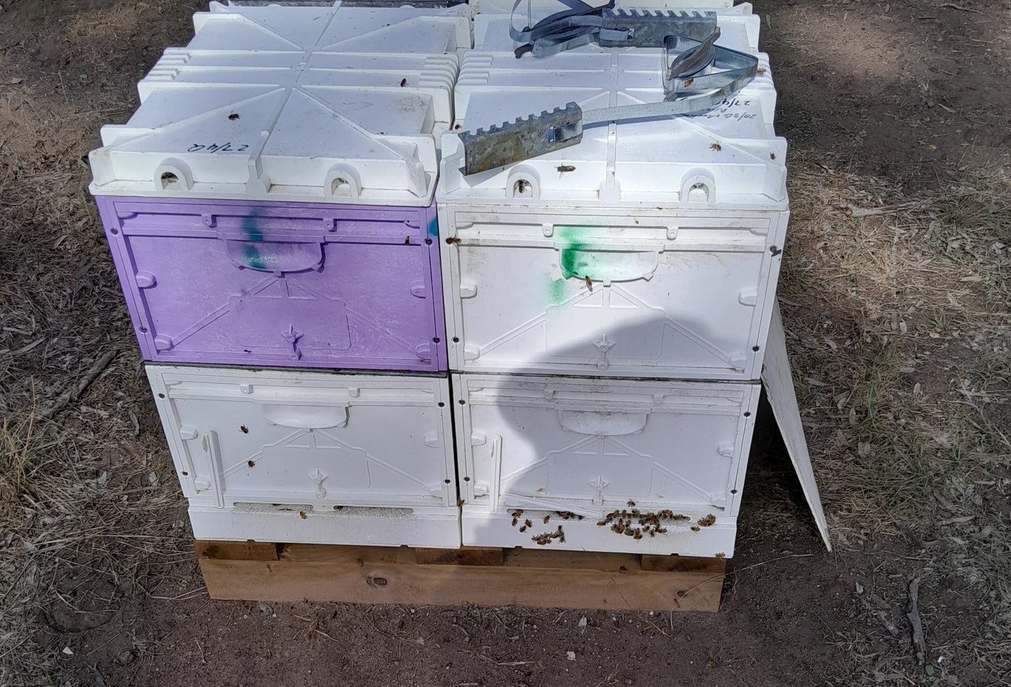 New Double Nuplas Beehive WITH BEES
