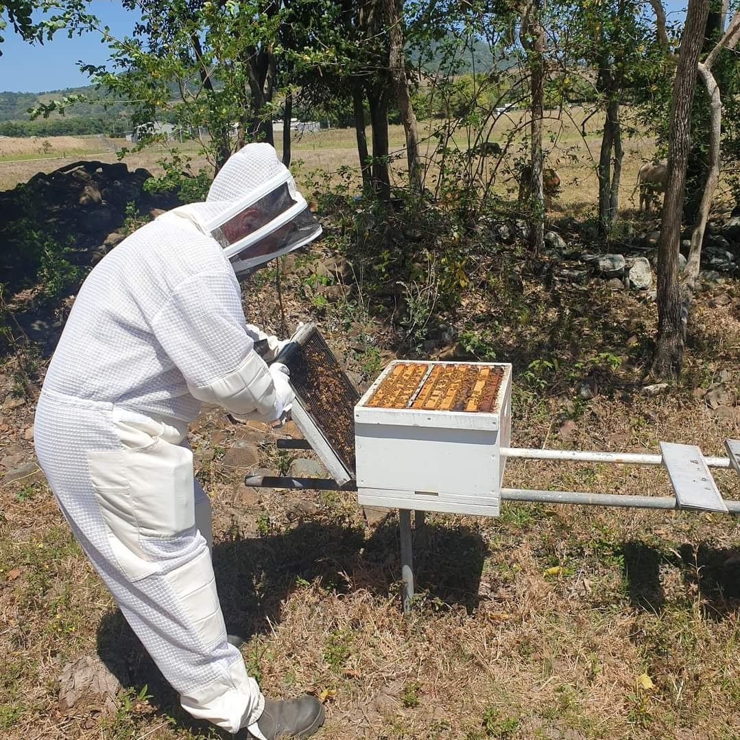 Hands On Beekeeping Training On Site - Bees