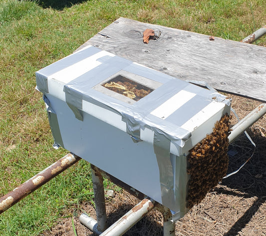 Rockhampton Pickup Only - Five Frame Nuc with Bees and New Queen